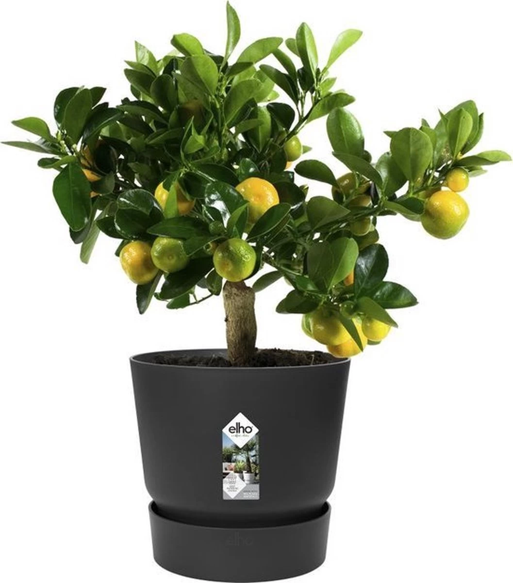Elho Greenville Rond 30 - Grote Bloempot Voor Buiten - Gemaakt Van Gereycled Plastic - Ø 29.5 X H 27.8 Cm - Living Black - Afbeelding 6