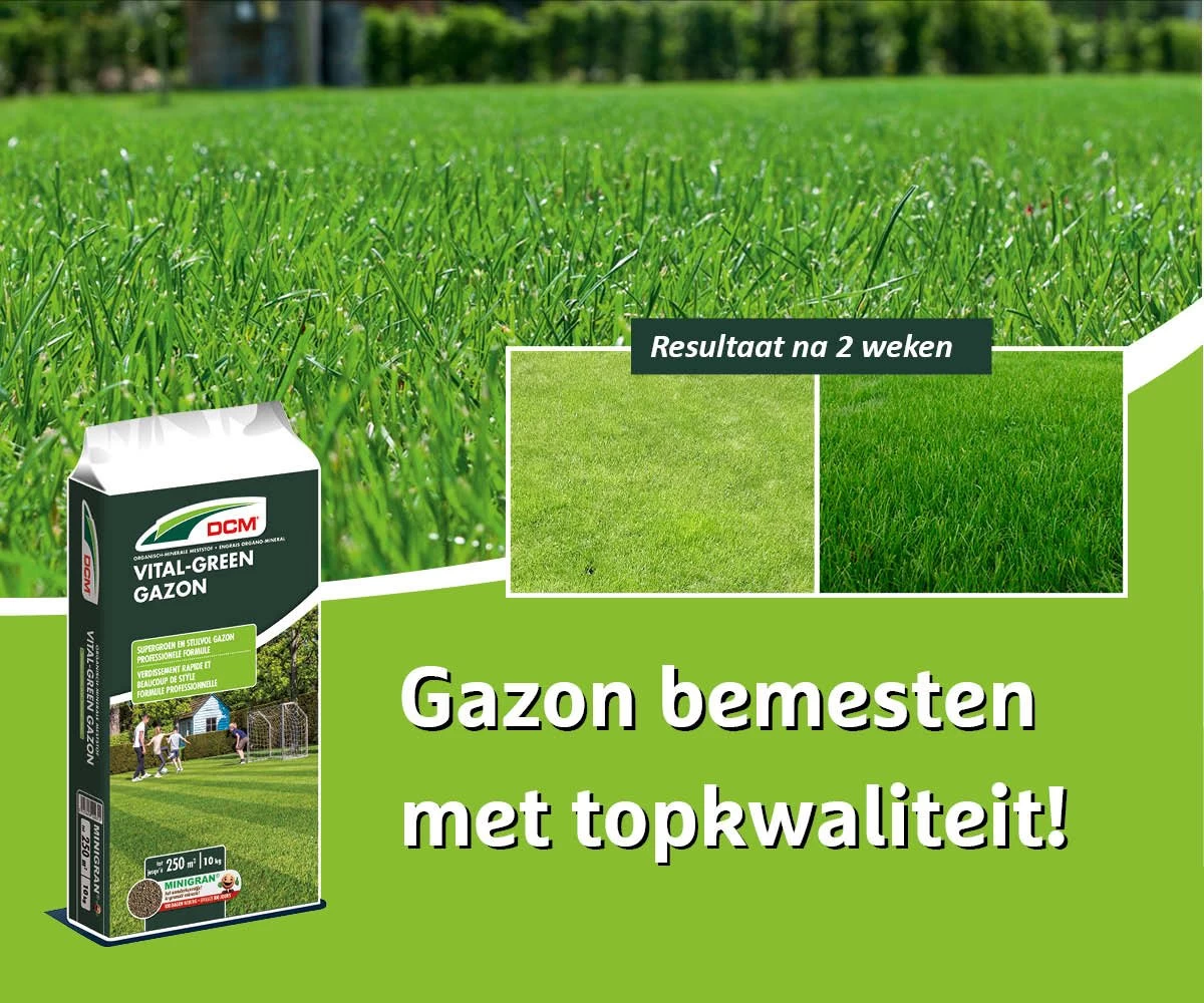 DCM Vital-Green Gazon - Gazonmest - Gazonmeststof Met MINIGRAN® Technology - 75m2 - 3 Kg - Afbeelding 3
