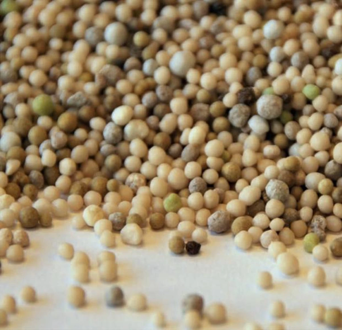 Sedum Bemesting 5 Kg | Sempergreen® - Afbeelding 2