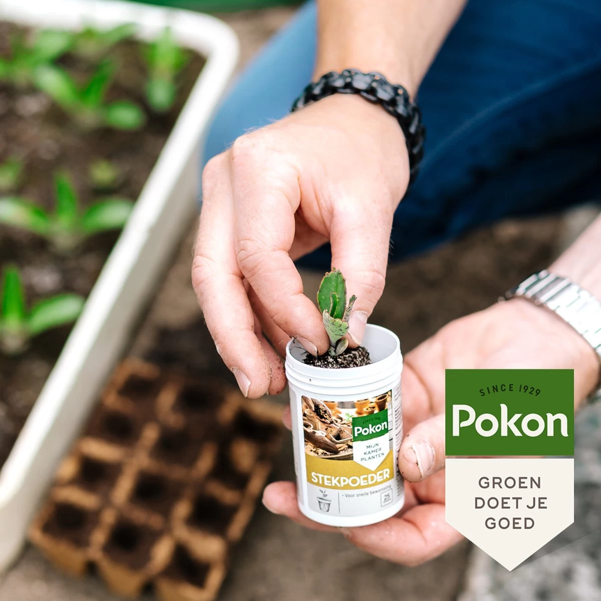 Pokon Stekpoeder - 25gr - Stimuleert Wortelvorming - Afbeelding 4