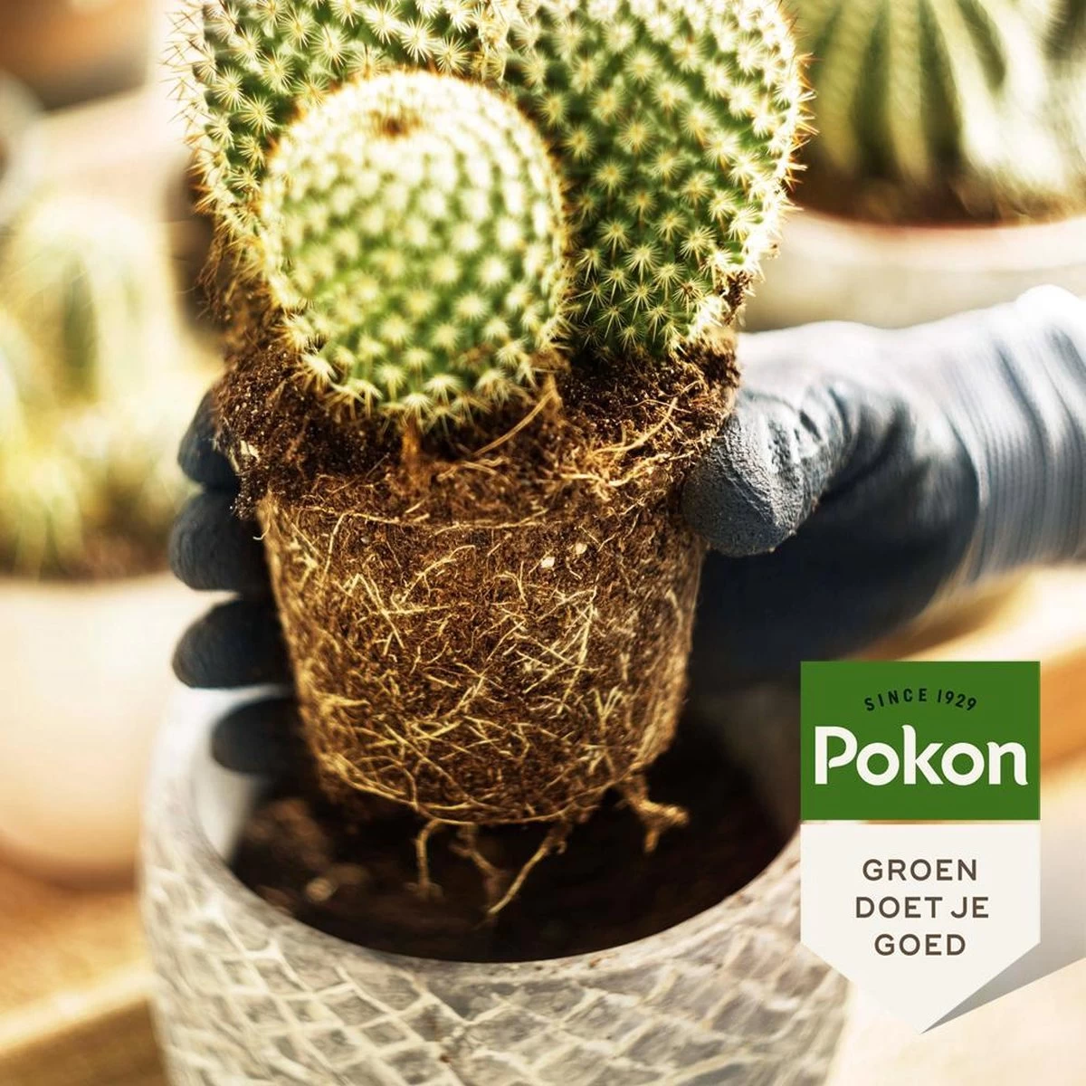 Pokon Cactus & Vetplant Voeding - 250ml - Plantenvoeding - 20ml Per 1L Water - Afbeelding 4