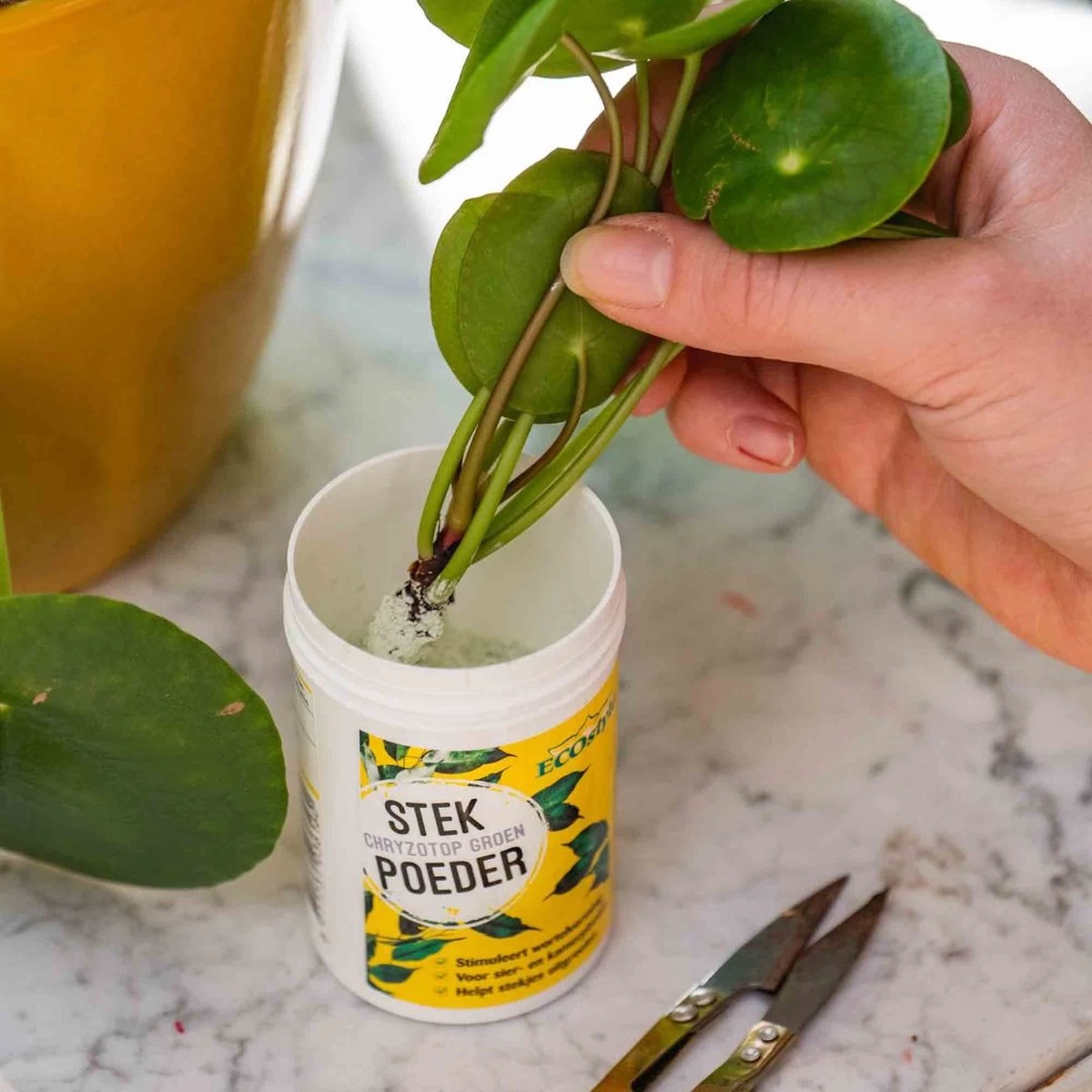 ECOstyle Stekpoeder Stimuleert Wortelvorming - Voor Sier & Kamerplanten - Helpt Stekjes Uitgroeien Tot Een Volwaardige Plant - 25 GR - Afbeelding 2