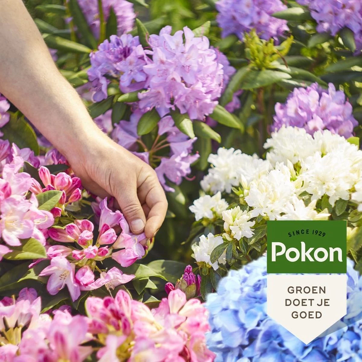 Pokon Rhododendron, Hortensia & Azalea Mest - 1kg - Meststof - 3-in-1 Werking - Afbeelding 4