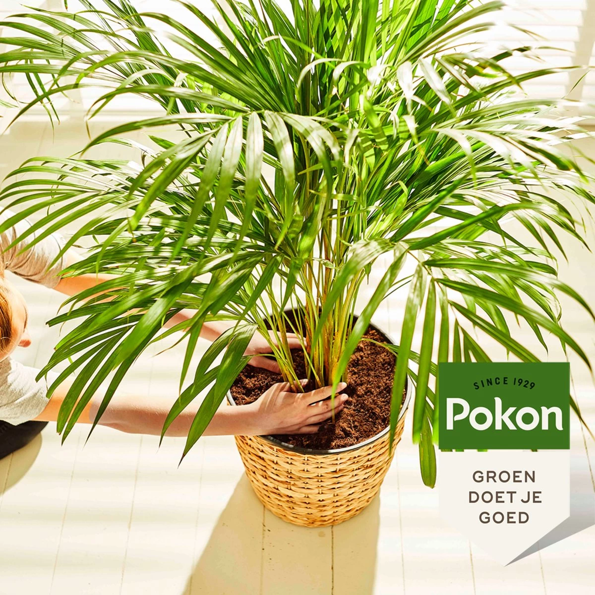 Pokon Palm Voeding - 250ml - Plantenvoeding - 10ml Per 1L Water - Afbeelding 5