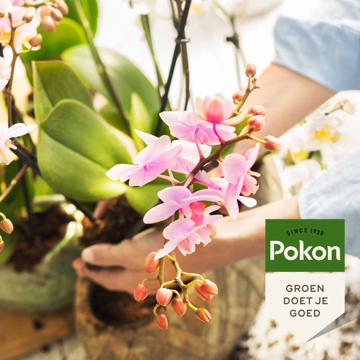 Pokon Orchidee Voeding - 250ml - Plantenvoeding - 10ml Per 1L Water - Afbeelding 5