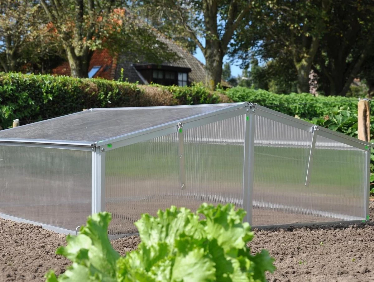 Royal Well Broeikas Silver Thyme - Afbeelding 2