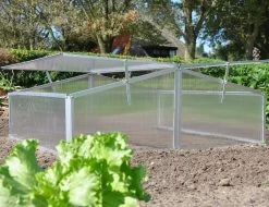 Royal Well Broeikas Silver Thyme