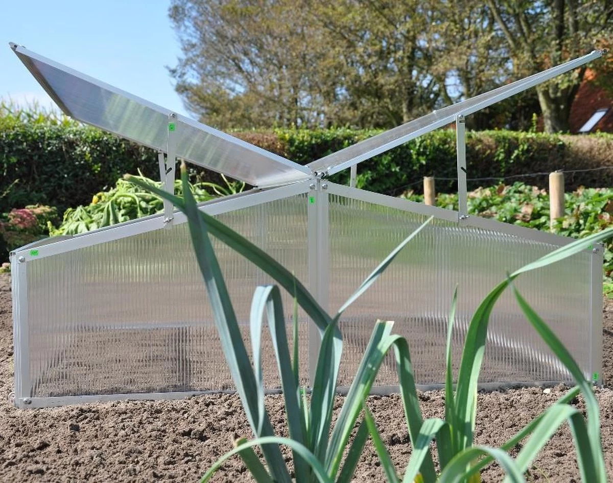 Royal Well Broeikas Silver Thyme - Afbeelding 3