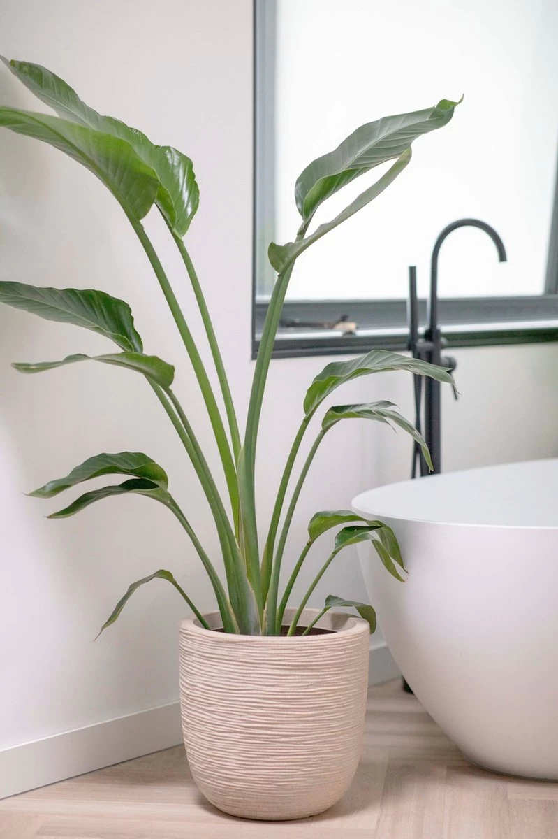 Capi Europe - Bloempot Bol Waste Rib NL - 35x34 - Terrazzo Beige - Voor Binnen En Buiten - KTBR932 - Afbeelding 2