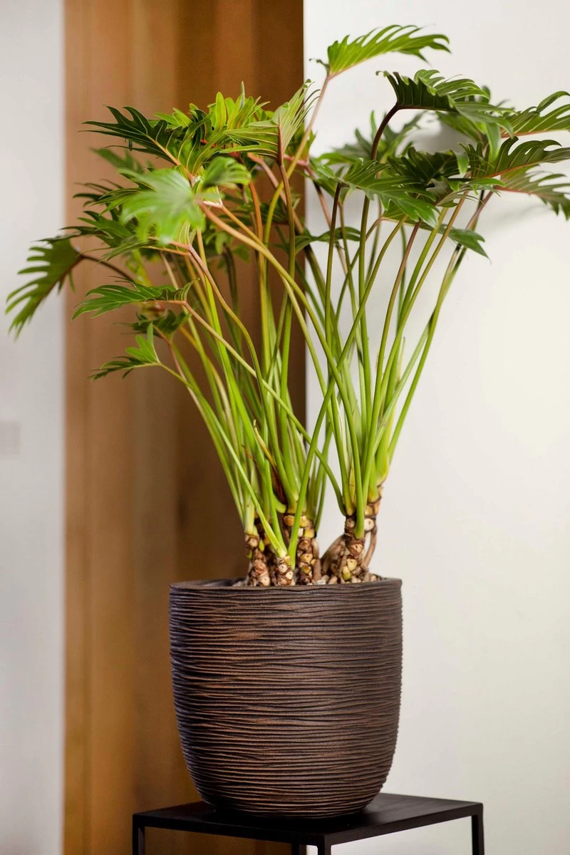 Capi Europe - Bloempot Bol Rib NL - 54x52 - Zwart - Voor Binnen En Buiten - KBLR935 - Afbeelding 4