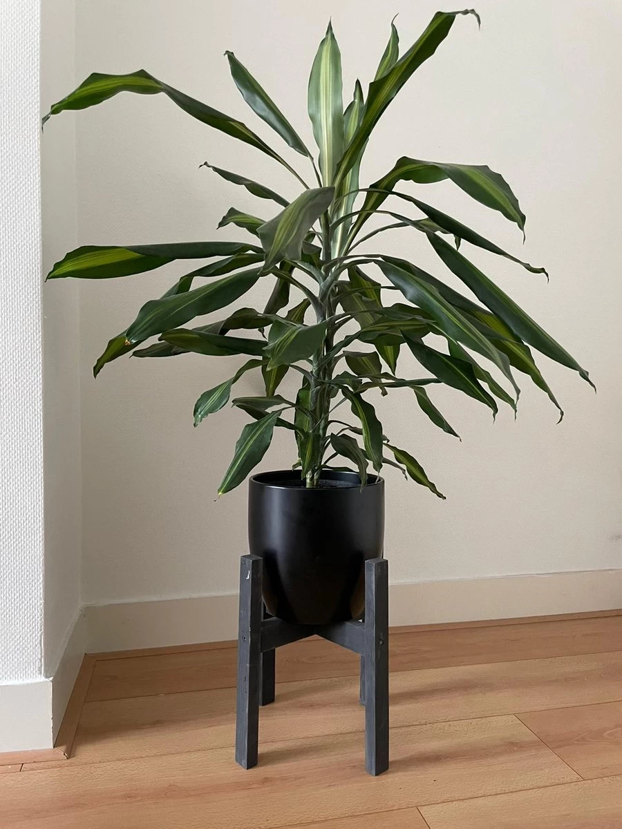 Plantenstandaard Binnen - Diameter Tot 24 Cm - Plantenkruk - Bloempotten Voor Binnen - Plantentafeltje Voor Binnen - Bloempot Standaard | Plantenstandaard - Hout - Mat Zwart - Afbeelding 4